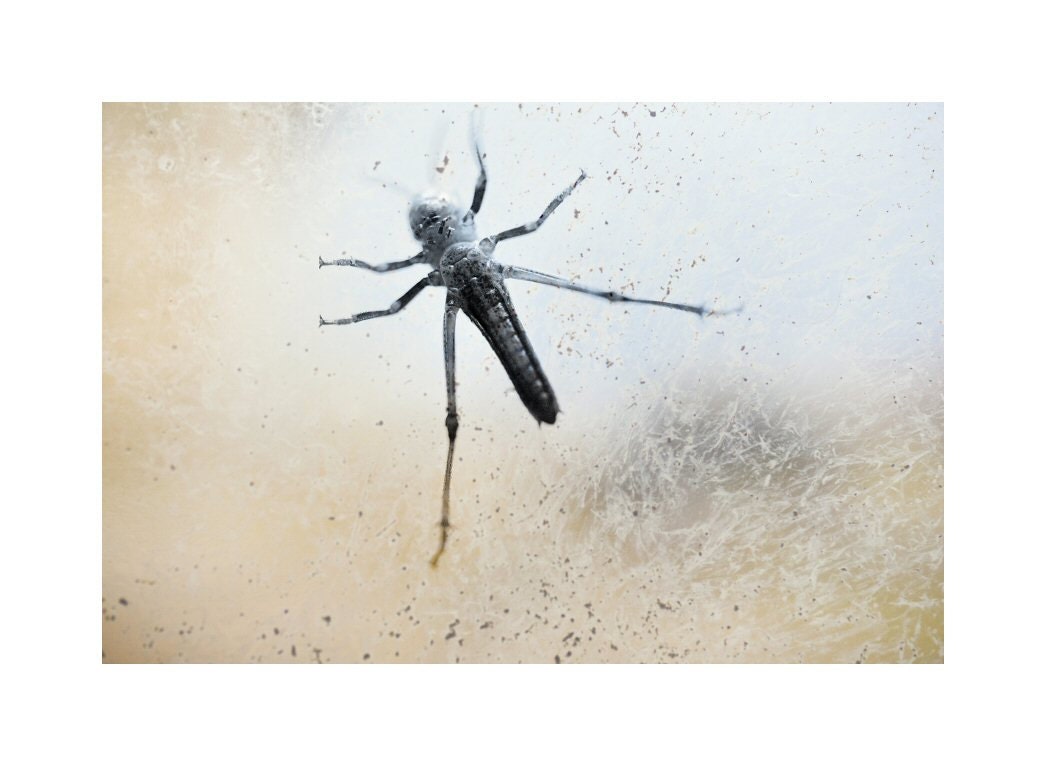 Insect art - Fine art photography print - Fauna - Home decor - 7  x 10,5