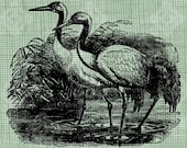 Digital Download Cranes, Vintage Bird Illustration digi stamp, digis, digital graphic, Manchurian Crane Antique Illustration
