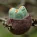 Baby Birds in a Nest - Felted Natural Toy in Green