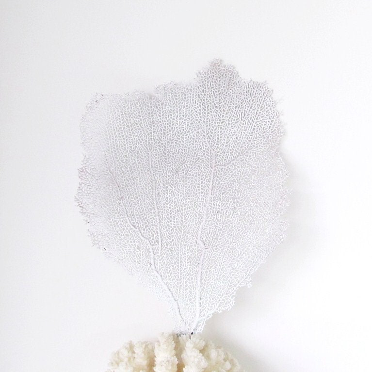 Sea Fan White Coral Nautical Coastal Decor For Framing