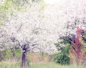 Apple Tree  Photograph,  White Blossom Garden Landscape, Nature Wall Decor