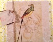 Marble trivet - Vintage purple rumped long tailed sun bird