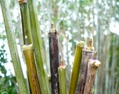 MADE FOR FUN...by my teen son:) 10 handmade bamboo wood pens, upcycled ink cartridges,red blue green black,natural supplies