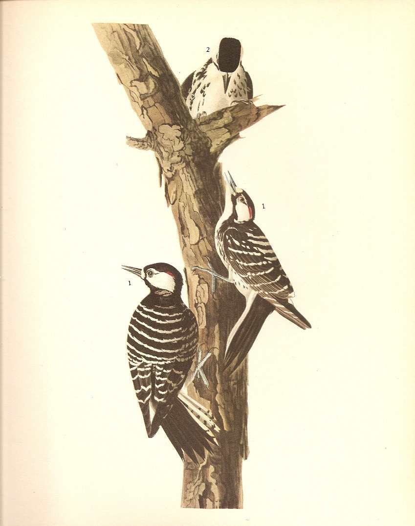 Old 1937 John James Audubon The Birds Of America Book Plate RED - COCKADED WOODPECKER (389)