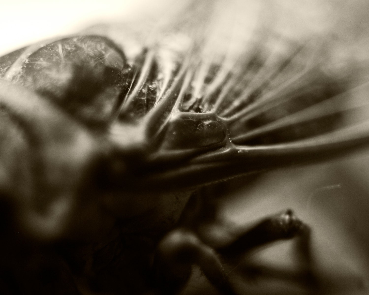 Cicada Wing, Macro Abstract - 8x10 Close-up Insect, Black and White, Gritty, Brood 2, Swarmageddon