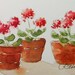 Geraniums Watercolor Painting Floral Original ACEO
