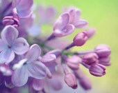 Nature photography - floral wall art, purple, lilac flowers, mauve, spring photography, pastel nursery decor wall art 8x10 photo - Flowerful
