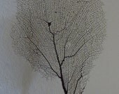 Black Sea Fan Seafan Natural Coral