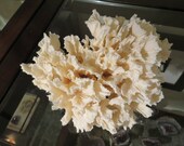 Beautiful Rare Lettuce Coral