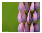 Lupine Photograph 11X14 Lupine Print Affordable Home Photography Prints Nature Photography Nature Lover Flower Botany Print