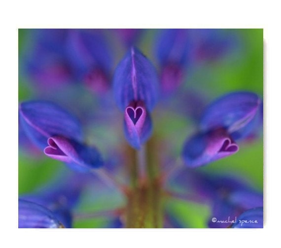 Lupine Blooms Photograph 5X7 Lupine Print Affordable Home Photography Prints Nature Photography Nature Lover Flower Botany Print
