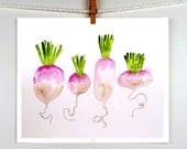 Turnips in Painting Watercolor Print - Vegetable Painting Food Art - Kitchen Home Decor Wall Decor Lavender Emerald Green - ACEO to 8 x 12