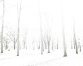 Nature photography, winter photography, snow white, white wedding, falling snow, bare trees, snowy forest, tree photograph