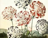 Dr. Robert John Thornton The Temple of Flora  Carnations and Blue Passion Flower Double Sided Print