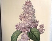 Redouté 'Lilac' Botanical Illustration - Purple Flowers - Belgian Artist 18th 19th Century - Vintage Floral Art - 8th Wedding Anniversary