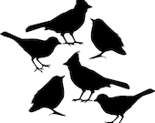 Bird Decals set of Six, vinyl wall decals stickers for DIy craft projects and home decor