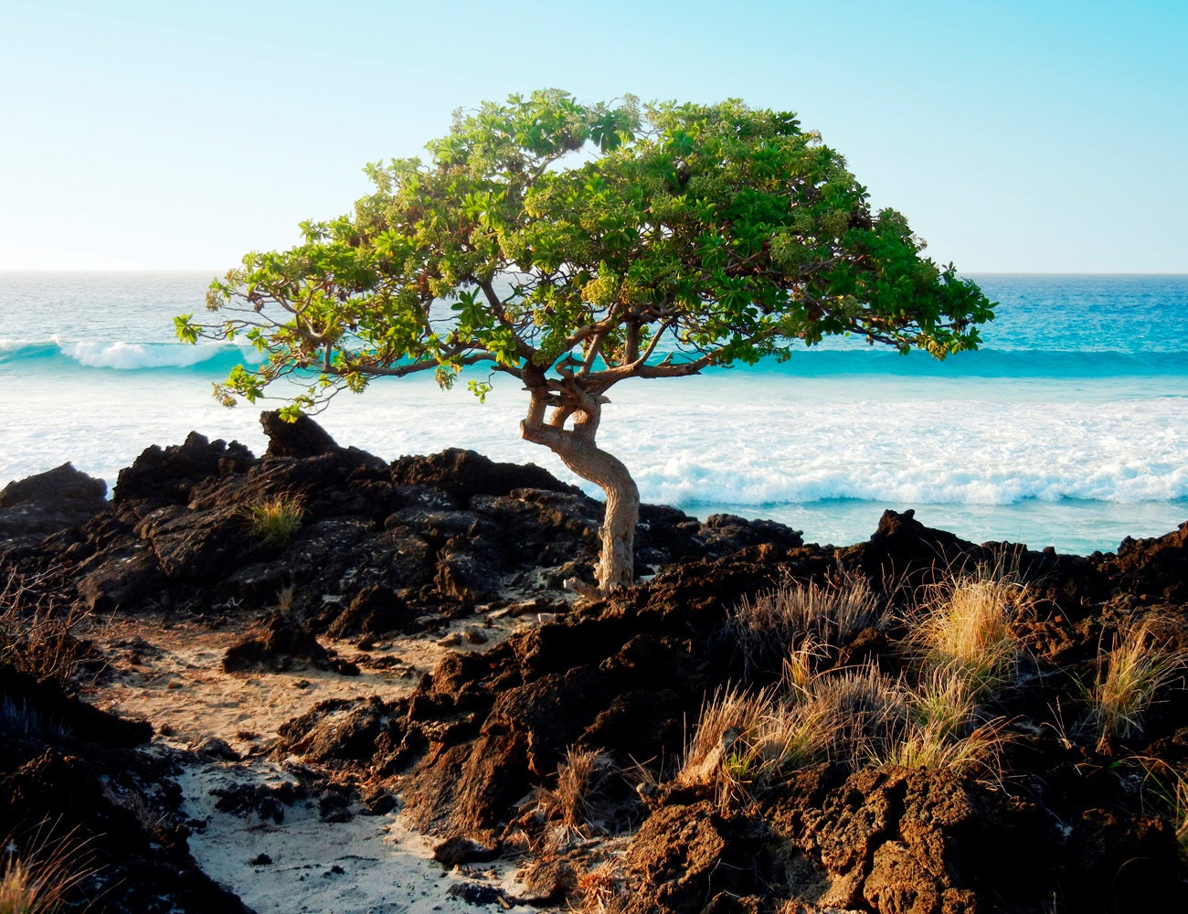 Kona Hawaii - Photo Greeting Card - Fine Art Nature Photography - Blank Note Card - Tree By The Sea
