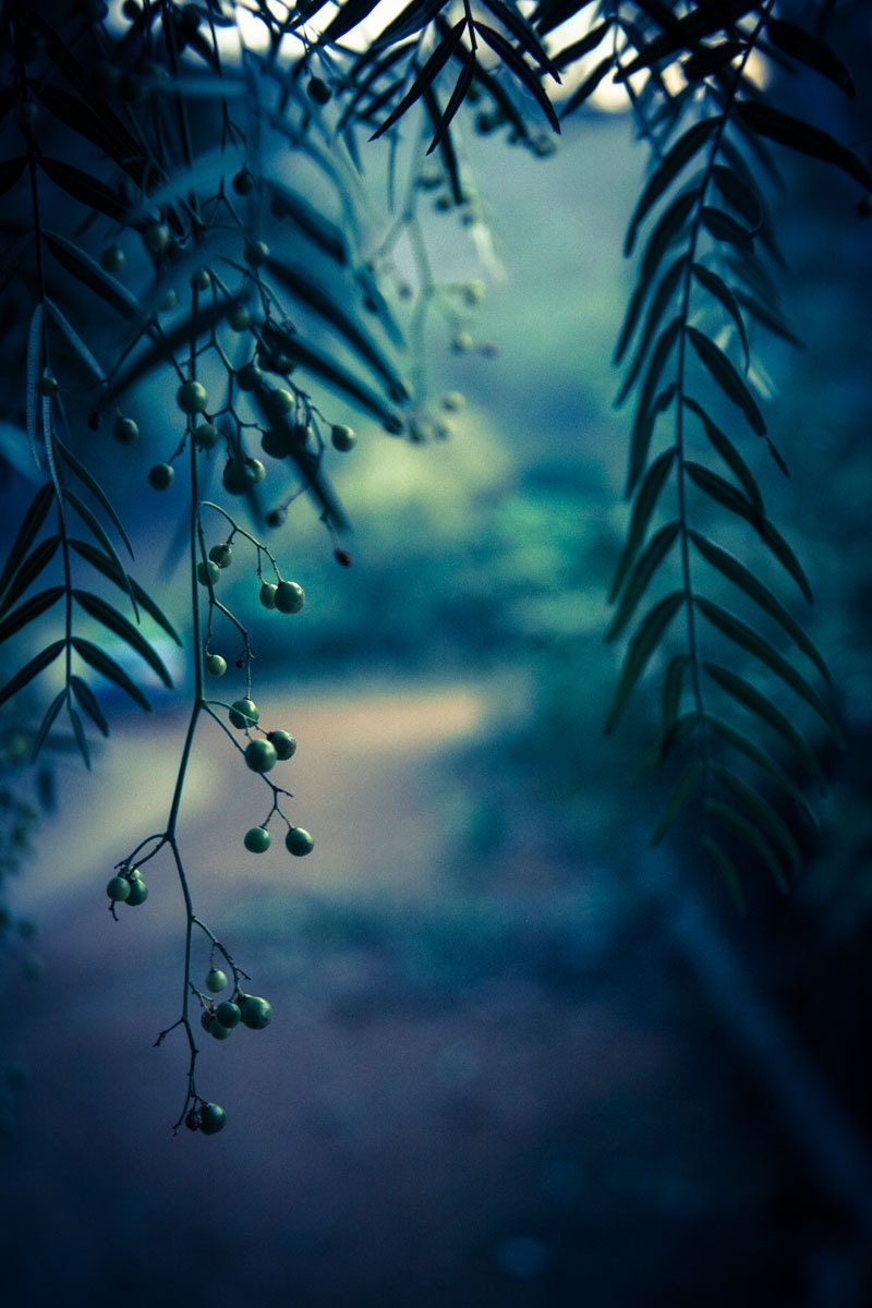 Blue Lagoon - Nature Photography - Dreamy - Tree - Original Fine Art Photography