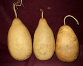 Gourds 3 Heavy Unique Odd Shaped Gourds (Item 52)