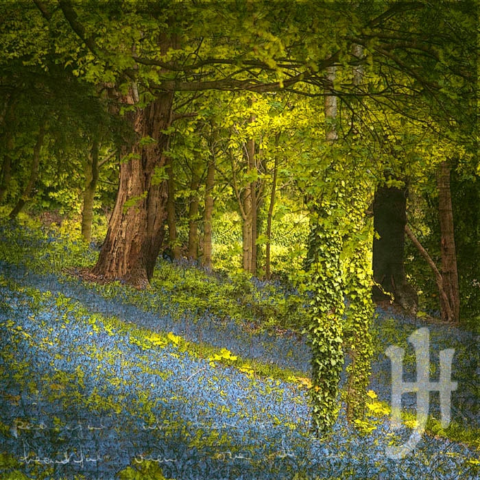 In the Bluebell Woods 5 - Signed Fine Art Print