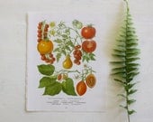 Vintage Botanical Print  -  Tomatoes - 1973 - Tropical