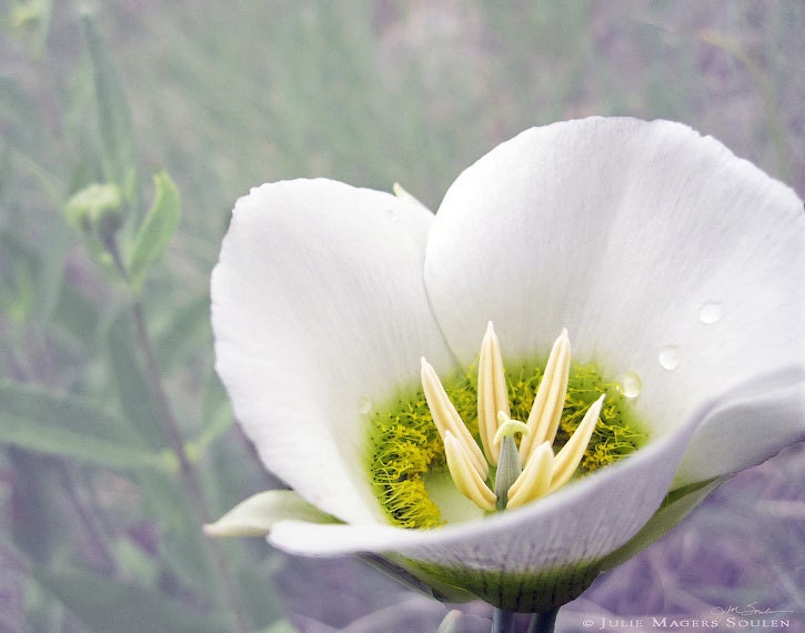 Lily Flower Photography -8x10 Print -White Flower -White Lily -Gifts for Mom -Home Decor Art -Colorado Photography