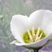 Lily Flower Photography -8x10 Print -White Flower -White Lily -Gifts for Mom -Home Decor Art -Colorado Photography