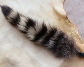 Raccoon tail - real eco-friendly wild raccoon fur tail on recycled leather extra strong belt loop for shamanic ritual and dance RS03