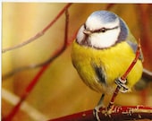 Vintage  Bird Postcard Sized Bird, Parus caeruleus, tomtit