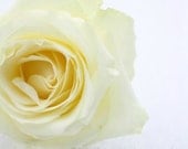 Ice Rose - 8x12 Etsy Original Photography Art Print