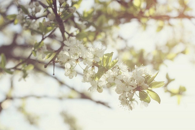 Blossom... 6x4 fine art photo print