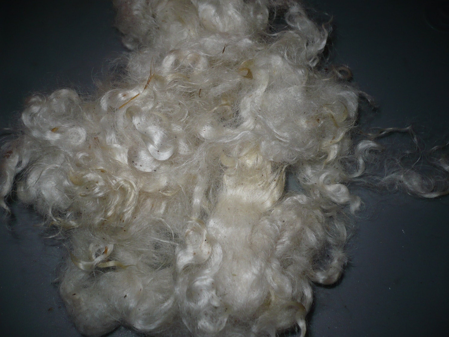 White Border Leicester ewe  locks  washed