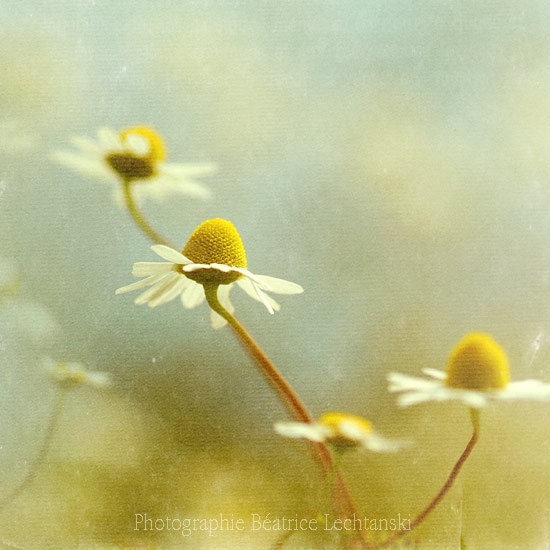 Nature photograph. "Chamomile in the field."  Fine art photography print. 8x8 inches (20x20 cm)