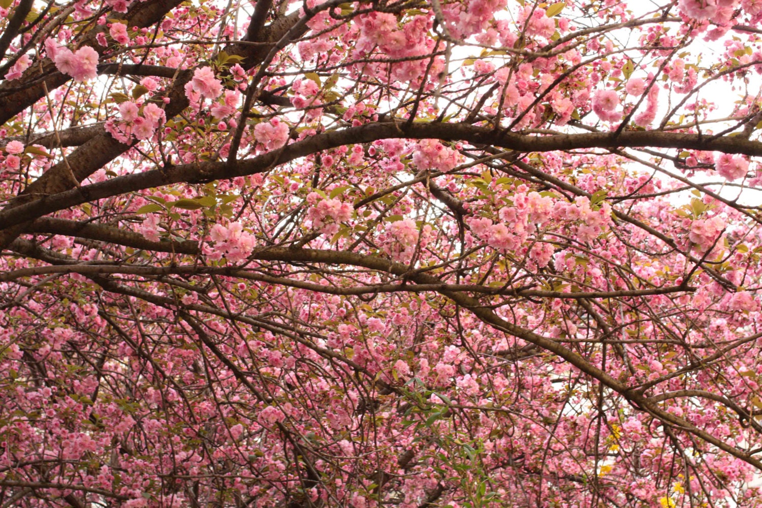 Paris Photography - Paris in the Springtime - Pink Cherry Blossoms on the Seine  - 8x10 Fine Art Photograph - Paris Home Decor - Blush Pink