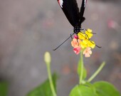 Butterfly photo - Fluttershy - 8 x 12 fine art photograph - muted gray green pink yellow home deor