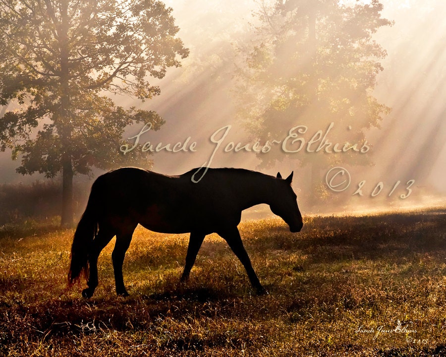Solitude,Photograph of Horse Silhouetted by Rays of Light at Sunrise
