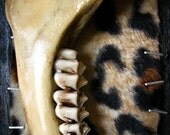 Bone Teeth Mandible Leopard Taxidermy Original Wall Art