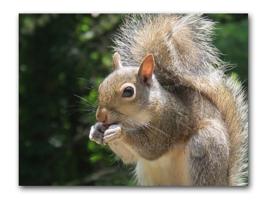 Brown Squirrel 8x10 fine art photograph summer green nature animal charity wall decor