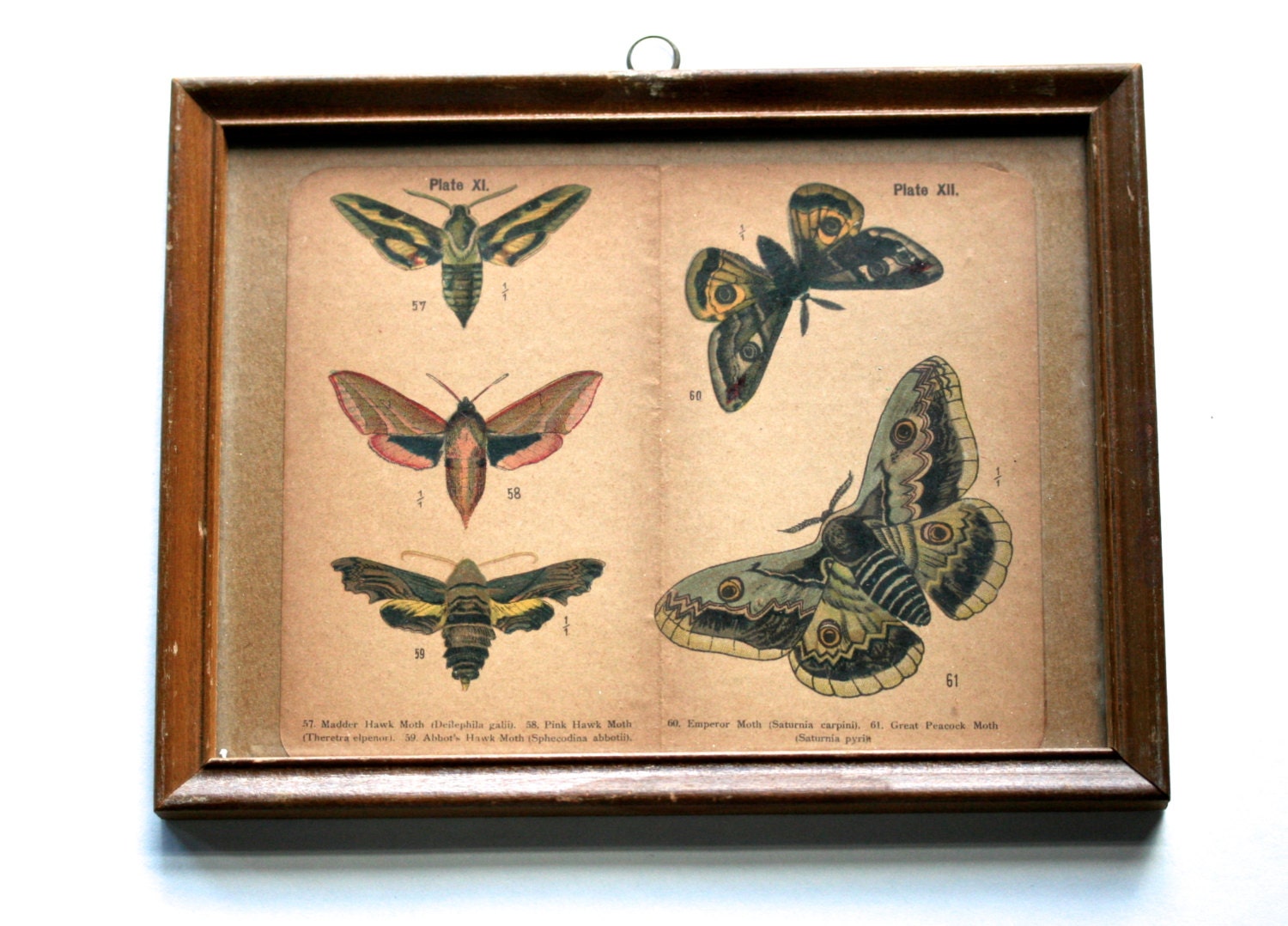 The Collector . . . Vintage Moth Print, Vintage Lithograph