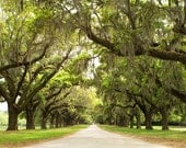 Avenue of Oaks, Charleston - 11x14 Canvas Gallery Wrap - South Carolina Art Photography Home Decor