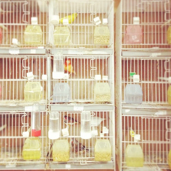 Canary Yellow, pink, blue, pet, bird, birdie, parakeet, pet store, children, bird cage, vintage, antiqued, fine art photograph 8"x8"