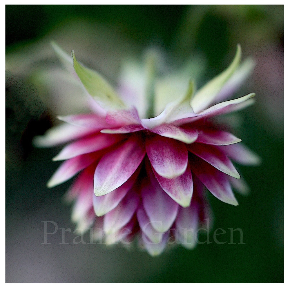 Columbine in Morning Mist 8x8 fine art photo