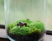 lovely horses large moss terrarium