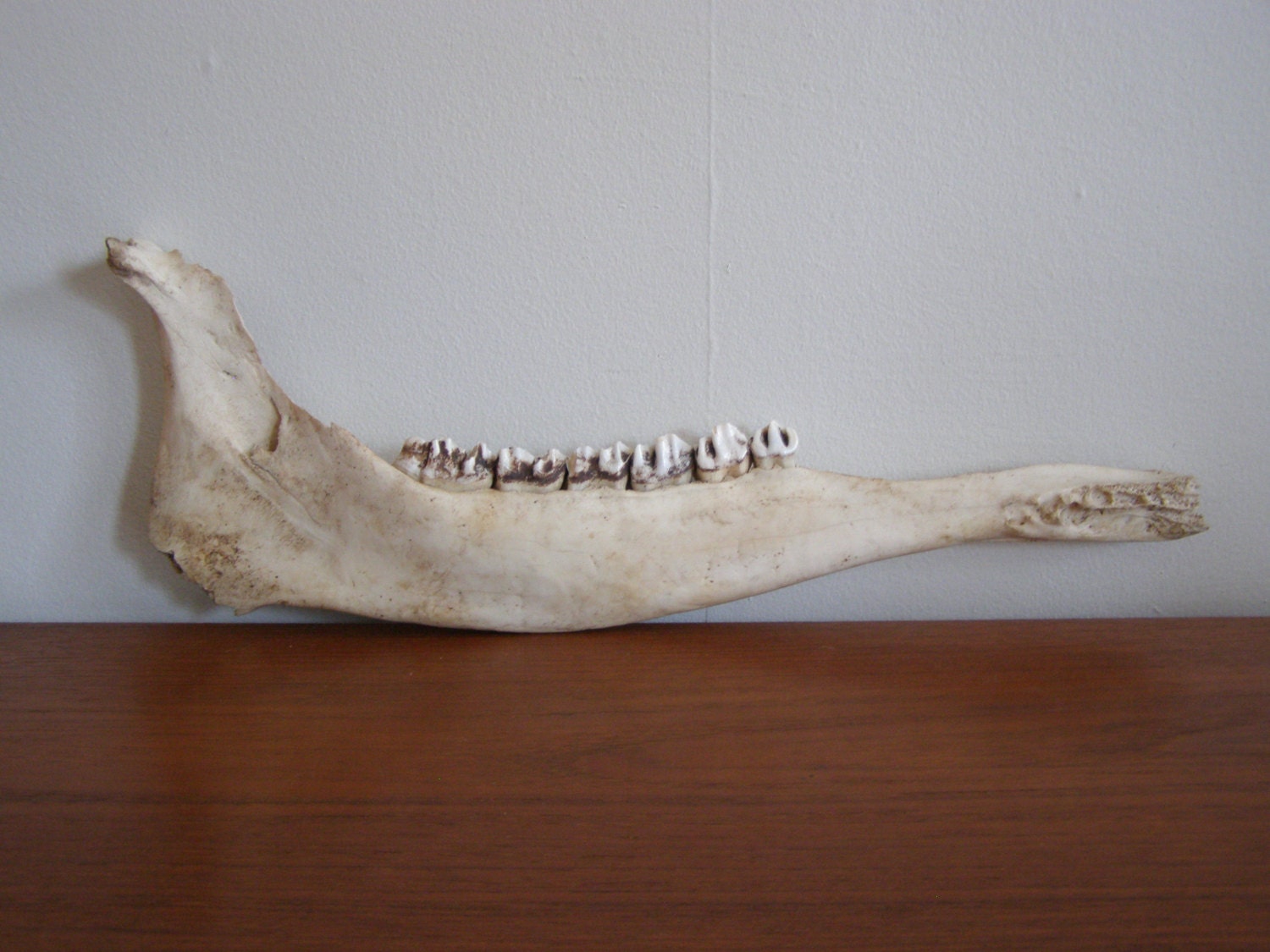 Vintage MOOSE Jaw Bone