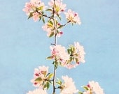 Flowers bloom pink pastel nature cherry tree floral closeup photo home decor - Spring blossoms 8 x 10