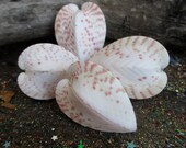 Rita's Crystal Loaded Heart Chakra Seashell Shaker - Send Luving Energy to Your Heart, Wake up Your Passions