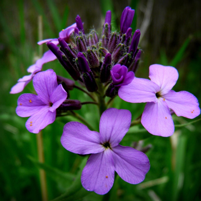 A Little BIt of Purple 8 X 8 fine art photo print