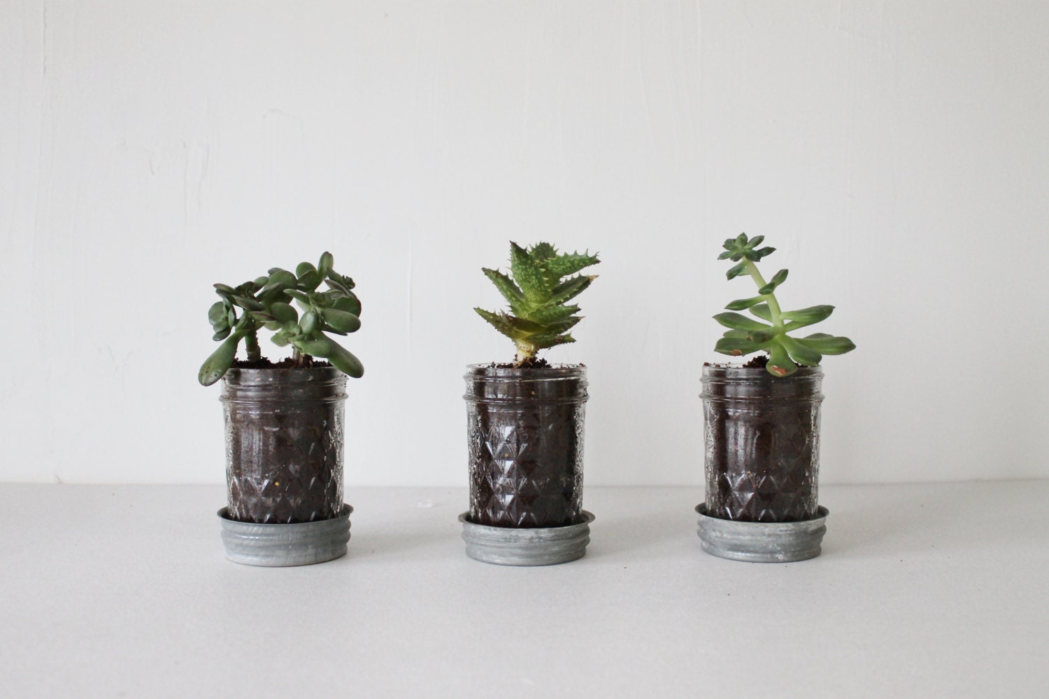 Mason Jar Planters with drainage - set of 3 - UpCycled Jelly Jars and Vintage Zinc Lids Saucer Plates - BootsNGus Home and Garden Glass Pots