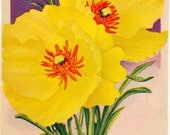 Vintage Flower Seed Packet Tuckers Seed House Lithograph HUNNEMANNIA Tulip Poppy(Carthage, Missouri)
