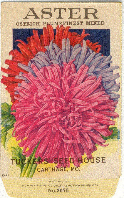 Vintage Flower Seed Packet Tuckers Seed House Lithograph ASTER Ostrich Plume(Carthage, Missouri)